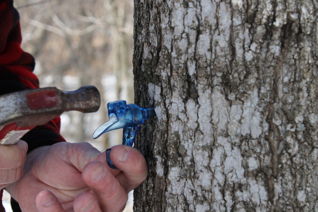 tapping a maple trees by hammering in 5/16" blue plastic spile