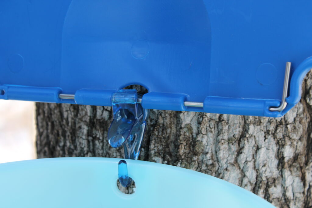 maple tapping bucket with integrated spile and lid