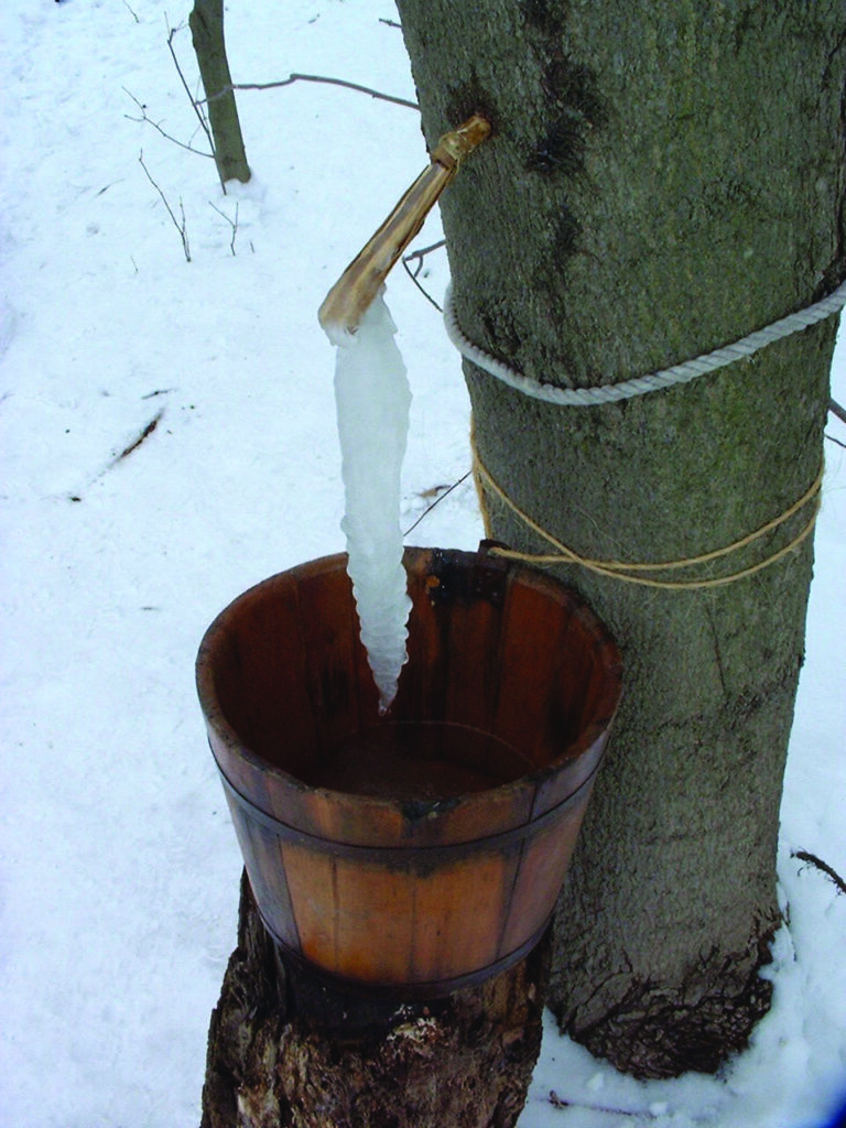 Frozen sap running into maple bucket