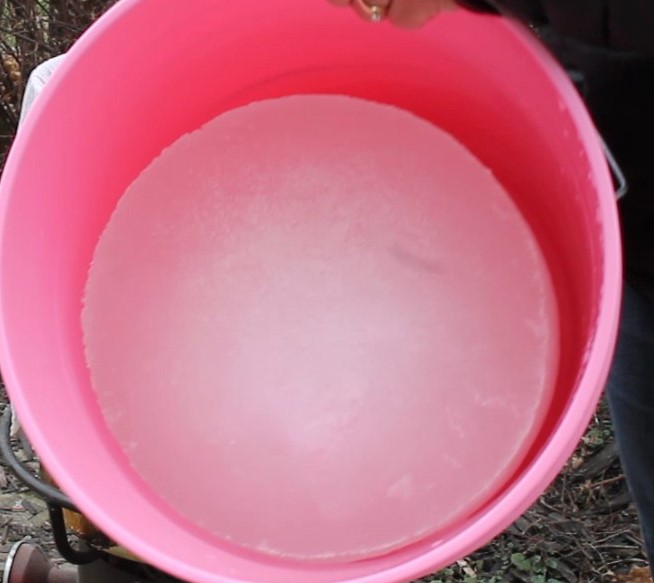 pink bucket with frozen chunk of water and maple sap