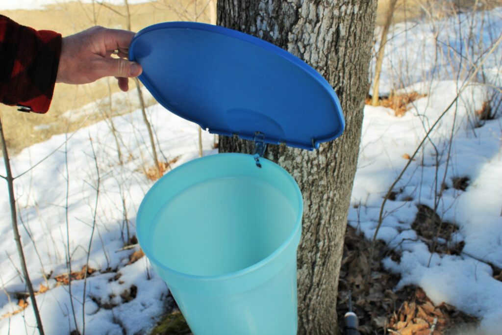 10 MAPLE SYRUP Sap BUCKETS 10 Lids Covers 10 Taps Spouts Spiles Ready To Use 