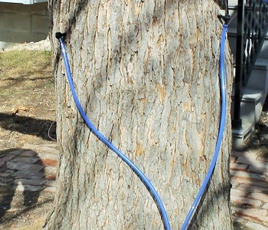 Two blue dropline tubes attached to spiles in maple tree for collecting maple sap. 