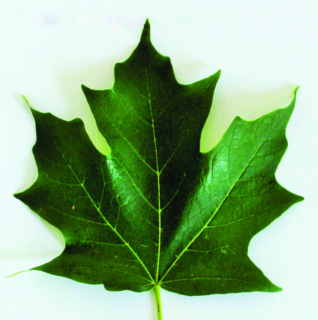 maple tree types by leaf