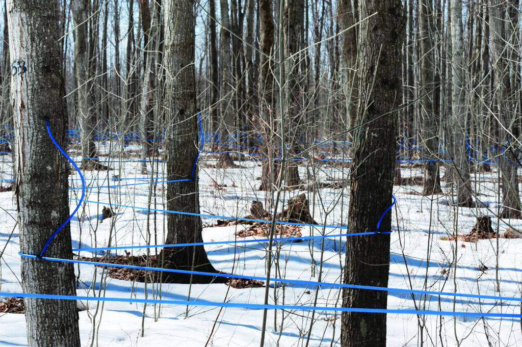dark blue tubing running from tree to tree in a snowy woods to collect maple sap