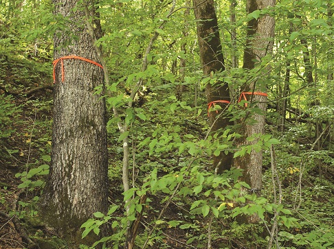 orange surveyor's ribbon wrapped around maple tree trunks in leafy forest.