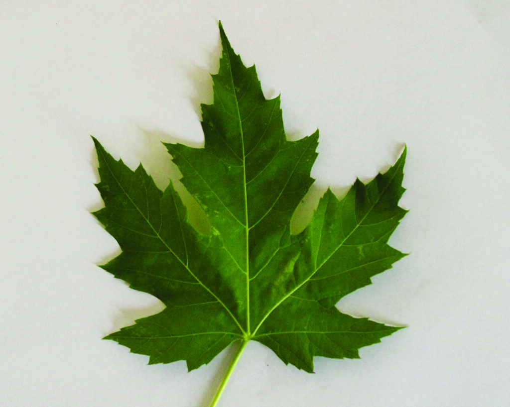 green silver or soft maple leaf